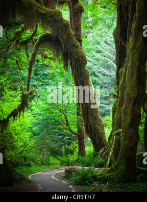 Hoh Rain Forest y el Hall de musgos senderos en el Parque Nacional Olímpico en la primavera Foto de stock