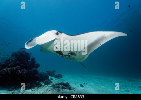 Manta Ray (Manta birostris) nadando por encima de un arrecife de coral hacia una estación de limpieza, la Gran Barrera de Coral