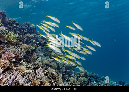 Cardumen de rabil salmonete (Mulloidichthys vanicolensis) por encima de los arrecifes de coral, Makadi Bay, Hurghada, Egipto, Mar Rojo, África