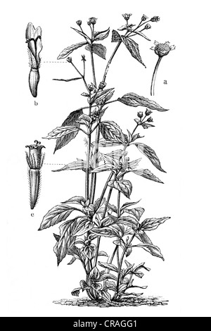 Gallant soldado (Galinsogaea parviflora), ilustración histórica, Meyers Konversationslexikon encyclopedia, 1897