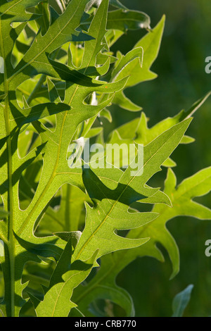 Las hojas de la planta de la brújula (Silphium laciniatum) Foto de stock