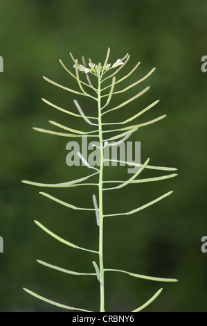 THALE BERRO Arabidopsis thaliana (Brassicaceae) Foto de stock