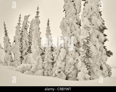 Mucha nieve en los árboles. Mt. Parque Nacional Monte Rainier, Washington