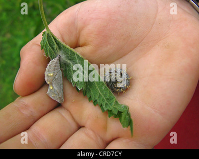 Almirante rojo (Vanessa Atalanta), Caterpillar y Foto de stock