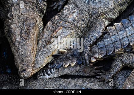 Los cocodrilos (Crocodilia), la cría en cautividad, granja de cocodrilos en el Lago Tonle Sap, Siem Reap, Camboya, Sudeste Asiático, Asia Foto de stock