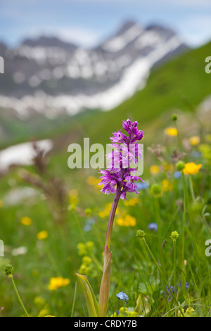 Western marsh orchid (Dactylorhiza majalis) sobre una pradera de montaña en el rango de Alpstein con Mt Altmann en espalda, Suiza