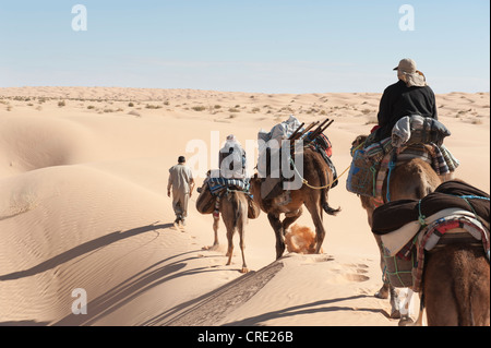 El turismo sostenible, en camello, camellos, dromedarios (Camelus dromedarius), dunas de arena, el desierto del Sahara entre Douz con y Ksar Foto de stock