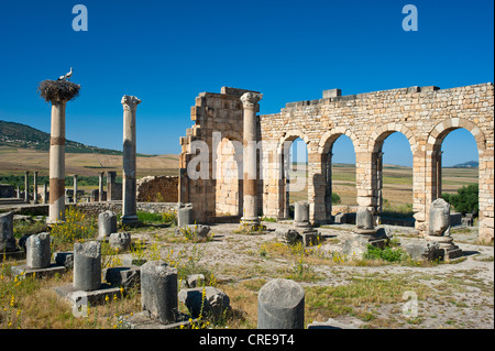 Basílica, ruinas romanas con una cigüeña's Nest, antigua ciudad residencial de Volubilis, en el norte de Marruecos, África