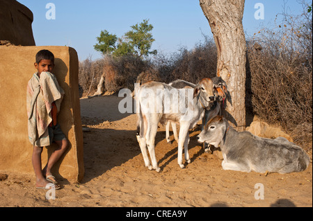 Curioso chico de pie delante de una pared, la familia vacas están sentados bajo un árbol, el desierto de Thar, Rajastán, India, Asia