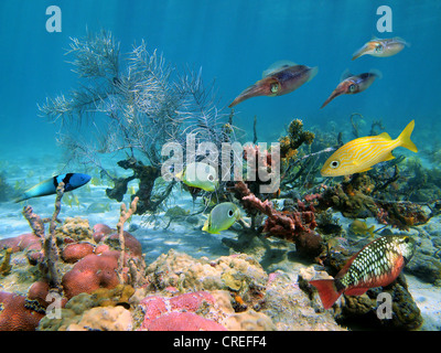 Mundo marino con peces tropicales y arrecifes del Caribe los calamares en un arrecife de coral Foto de stock