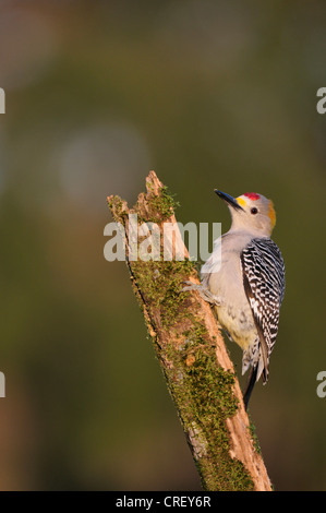 De fachada dorada Woodpecker (Melanerpes aurifrons), macho encaramado, Dinero, el lago de Corpus Christi, el sur de Texas, EE.UU.