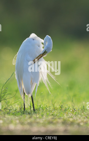 Garzón Blanco (Ardea alba), adulto acicalarse, Dinero, el lago de Corpus Christi, el sur de Texas, EE.UU. Foto de stock