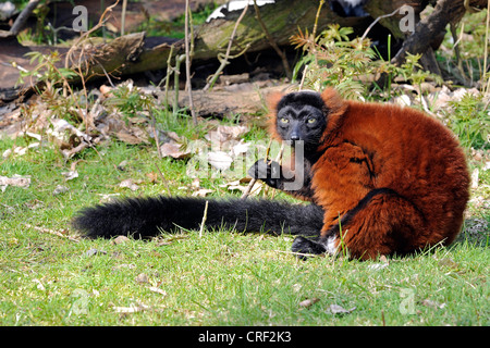 Rojo ruffed lemur (Varecia variegata rubra), sentado en la pradera Foto de stock