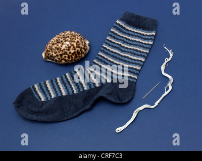 Cypraea Tigris Cowrie Tigre gigante utilizada para zurcir calcetines Foto de stock