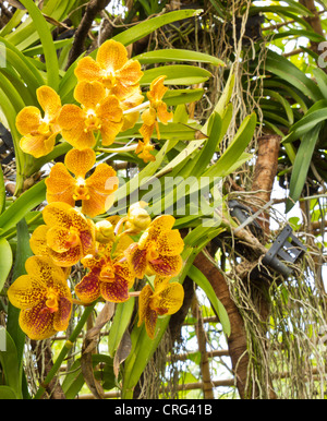 De orquídeas en Tailandia en el Royal Park, Chiang Mai, Tailandia.