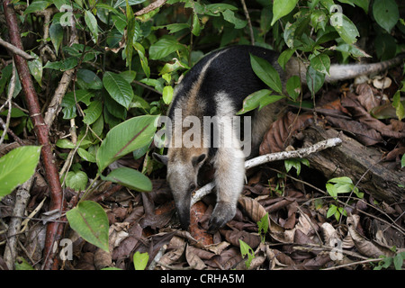 Norte de Tamandua o Collared oso hormiguero (Tamandua mexicana) en la selva. El Parque Nacional Corcovado, Península de Osa, Costa Rica