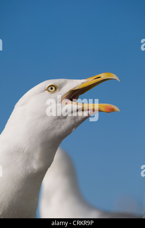 Gaviota Argéntea Larus argentatus llamando