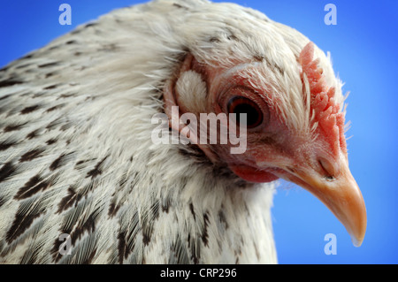 La gallina, una mujer miembro de la familia de pollo. El pollo es el ave  más común, y en el último recuento, había más de 35 millones en el mundo  Fotografía de stock - Alamy