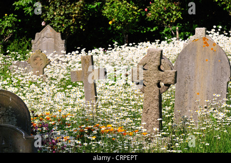 Boughton Monchelsea village, Kent, Inglaterra, Reino Unido. Cementerio de San Pedro. Las lápidas y margaritas Foto de stock