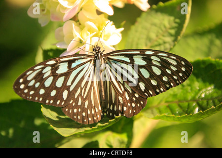Tigre vidrioso oscuro (mariposa Parantica agleoides) de flores amarillas Foto de stock