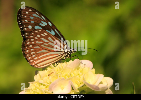 Tigre vidrioso oscuro (mariposa Parantica agleoides) de flores amarillas Foto de stock