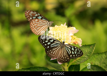 Tigre vidrioso oscuro mariposas (Parantica agleoides) de flores amarillas Foto de stock