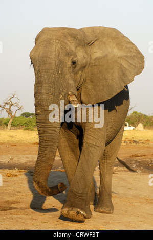 Elefante africano adulto bull, Savuti, Botswana Foto de stock