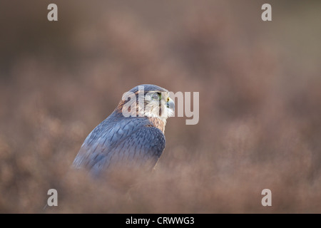 Merlin macho adulto en el brezo en un páramo escocés. Foto de stock