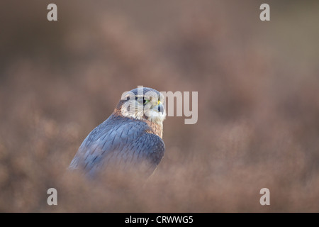 Merlin macho adulto en el brezo en un páramo escocés. Foto de stock