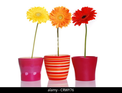 Coloridas flores de primavera en recipientes cerámicos Foto de stock