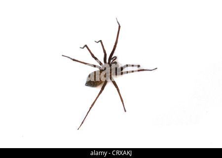 Araña de casa Fotografía de stock - Alamy