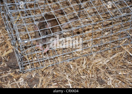 La Trampa Para Ratas En El Lugar Del Pegamento, Peligrosa Y Sucia, Causa De  La Leptospirosis. Fotos, retratos, imágenes y fotografía de archivo libres  de derecho. Image 168112405