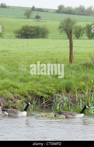 Las parejas reproductoras de los gansos de Canadá, Branta canadensis, con jóvenes goslings, sobre el río Windrush en Swinbrook, los Cotswolds, REINO UNIDO