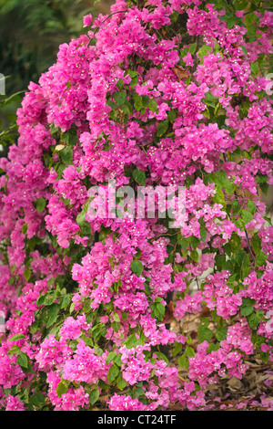 Gran planta de buganvilla rosa bajo el clima tropical Fotografía de stock -  Alamy