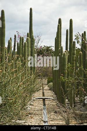 Carnegiea gigantea, cactus saguaro cactus Foto de stock