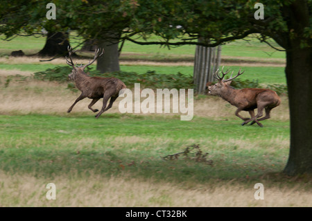 Ciervo rojo (Cervus elaphus) stag persiguiendo a otro ciervo después de una pelea. Foto de stock