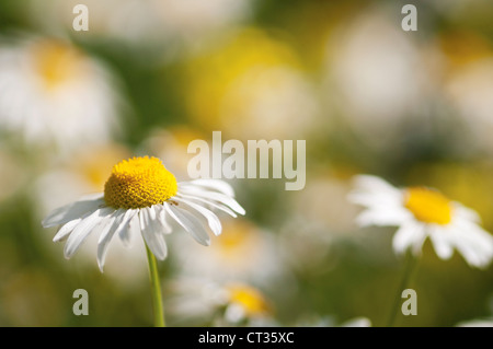 Leucanthemum vulgare, Daisy, Daisy ojo de buey Foto de stock