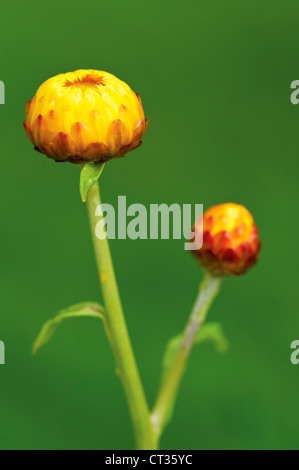 Helichrysum, eterna flor Foto de stock