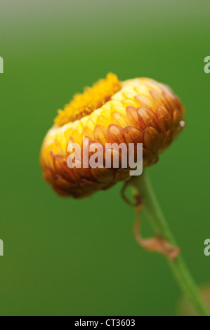 Helichrysum, eterna flor Foto de stock