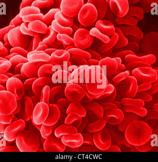 Glóbulos rojos, SEM Foto de stock