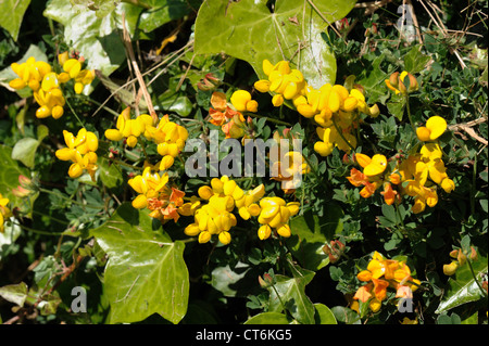 Bird's Foot trefoil (Lotus corniculatus) floración vicia amarillo Foto de stock