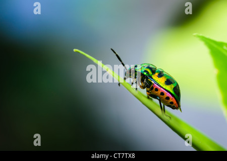 Joya bug en el verde de la naturaleza Foto de stock