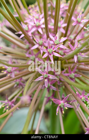 Cebolla (Allium schubertii ornamentales) Foto de stock