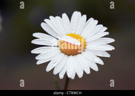 Leucanthemum vulgare, Daisy, Daisy ojo de buey Foto de stock