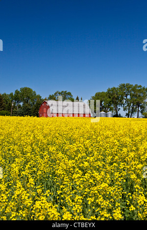 Un granero rojo y amarillo blooming canola campo cerca de Roland, Manitoba, Canadá. Foto de stock