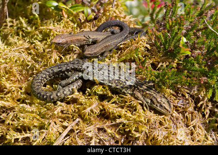 Adulto común, lagarto Lacerta vivipara, tomando el sol con dos jóvenes lagartos Foto de stock