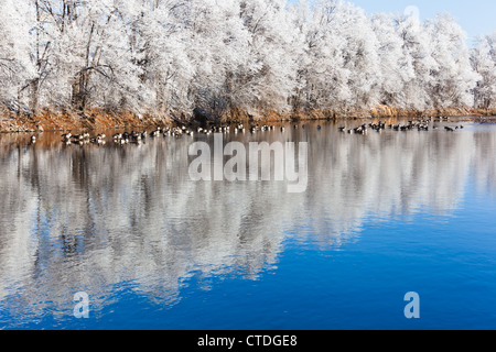 Gansos resto a lo largo del South Platte River en Denver, Colorado en una helada mañana de invierno frío.
