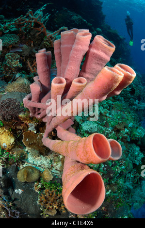 Esponja tubo rosa en el Arrecife de Coral, Porifera, Alor, Indonesia Foto de stock