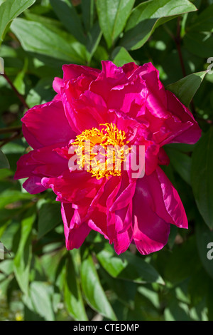 "Karl Rosenfield' jardín común, Luktpion Peonía (Paeonia lactiflora)