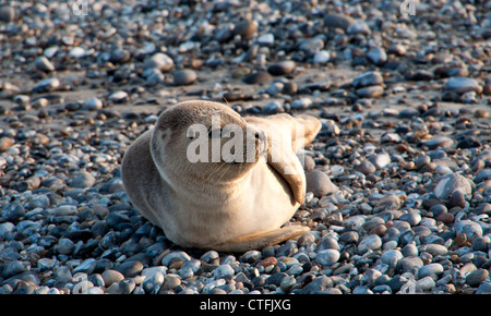 Bebé Foca (Halichoerus Grypus (lat.) en la isla alemana de Helgoland Foto de stock